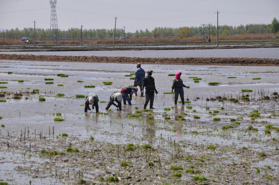 1621407894119198.jpg 2.jpg